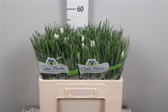 Iris White Magic 58cm 32gram