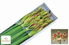 Hipp St Ambiance 85cm 4+