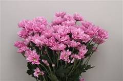 Chr T Resq 70cm 90gram