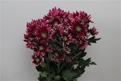 Chr T Bolte 70cm 90gram