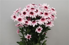 Chr T Stresa 70cm 85gram
