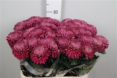Chr G Regalm Purper 80cm 115gram