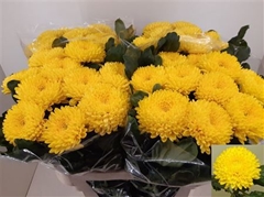 Chr G Migoli 75cm 90gram