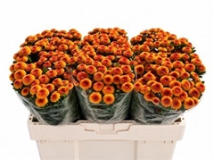 Chr San Tammy 55cm 125g