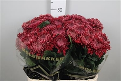 Chr G Regalmist Rood 80cm 125gram