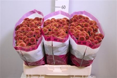 Chr San Doria Cherry 55cm 125g