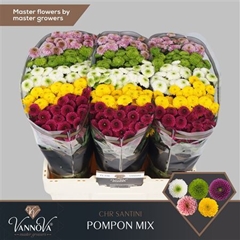 Chr San Pompo Gem Bs 55cm 110g