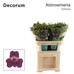 Alstr Kimora 75cm 70gram