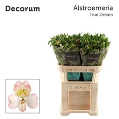 Alstr True Dream 75cm 70gram