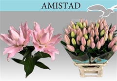 Li Or Du Amistad 90cm 21+