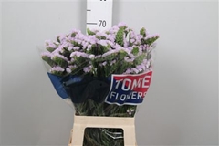 Lim S Tessa Lavender 70cm 45gram