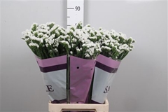 Lim S Silv Sun 80cm 55gram