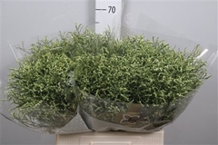 Lim Sin Blush Dia 60cm 20gram