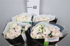 Ran Su Hanoi 50cm