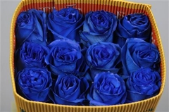 R Gr Colortreated 70cm