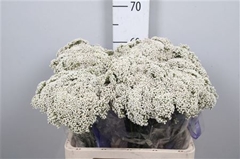 Ozoth Cooks Snow Whi 60cm