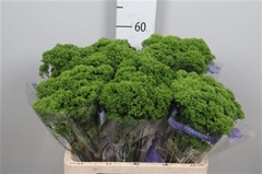 Trach Jade 60cm