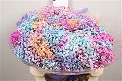 Gyps Colortreated 80cm 40gram
