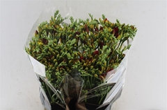Fr Du Ruby Red 54cm 23gram 23