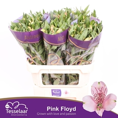 Alstr Pink Floyd 75cm 60gram