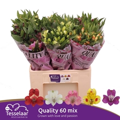 Alstr Mixed 60cm 40gram