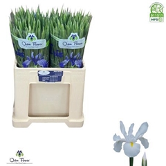 Iris White Magic 58cm 32gram