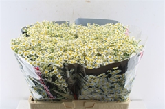 Tana Pa Single Vegmo 60cm 23