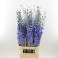 Delph El Dev Na Blue 120cm 23