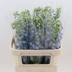 Delph En Sky Waltz 90cm 23