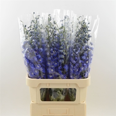 Delph El Dev Na Blue 80cm 23