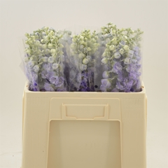 Delph El Dev Pur Hrt 50cm 23