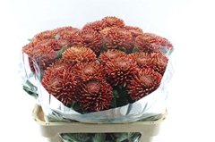 Chr G Bigoudi Copper 75cm 105gram