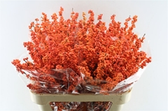 Ilex Winter Gold 80cm