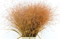 Siergr Ov Klb H% 95cm
