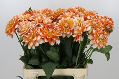 Dahl Hapet Harmony 60cm