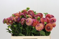 Dahl Caitlins Joy 55cm