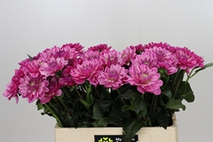 Dahl Other 55cm
