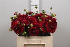 Dahl Red Runner 57cm