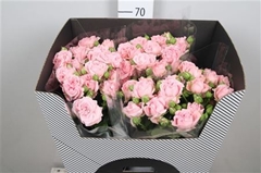 R Tr Pink Flow 60cm 55+