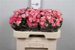 R Tr Eyeopener 60cm 55+