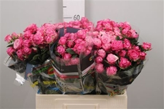 R Tr Lady Bombastic 60cm 65+