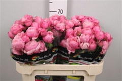 R Tr Silva Pink+ 70cm 55+