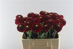 Dahl Red Fox 60cm