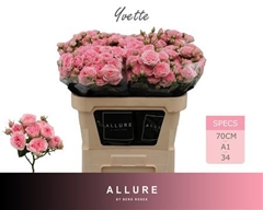 R Tr Yvette 70cm