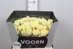 R Tr Lem Trendsetter 60cm 55+