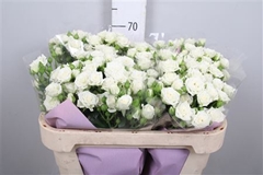 R Tr White Lady 70cm 65+