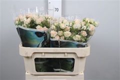 R Tr Jana 70cm 55+