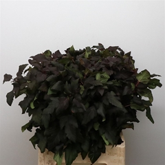 Physocarp Op Diabolo 60cm