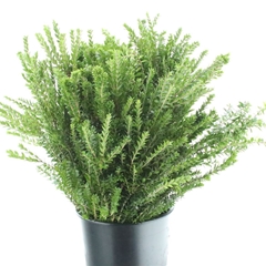 Myrt Communis Pb 60cm 250gram