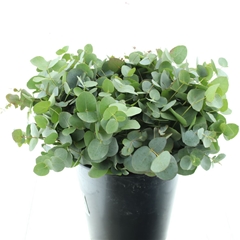 Euca Cinerea 55cm